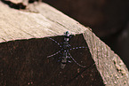 Alpine longhorn beetle