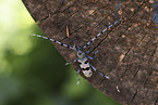 Alpine longhorn beetle