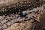 Alpine longhorn beetle