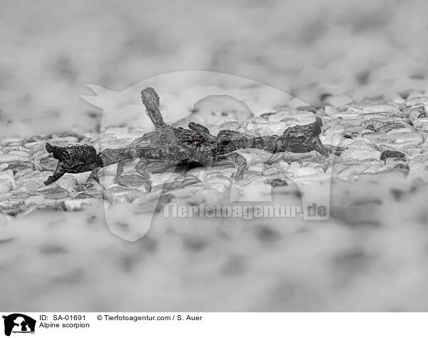 Alpenskorpion / Alpine scorpion / SA-01691