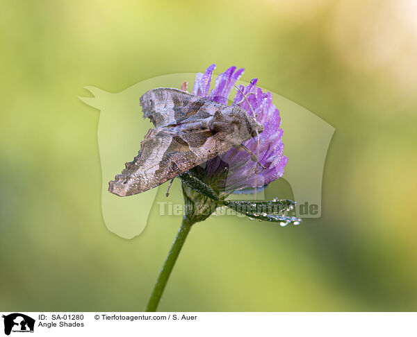 Angle Shades / SA-01280