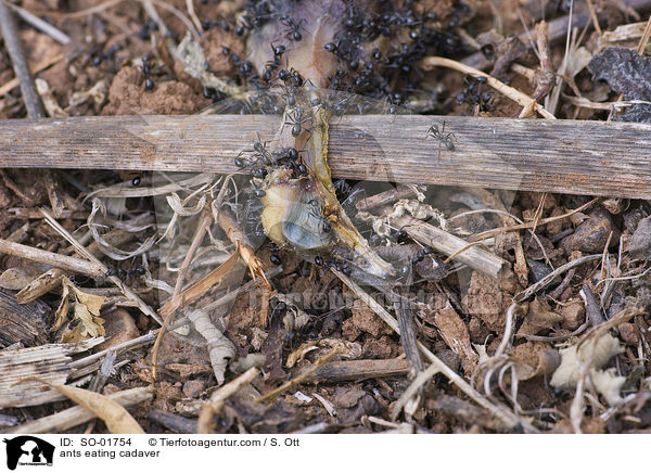 Ameisen fressen Kadaver / ants eating cadaver / SO-01754