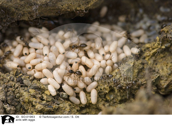 Ameisen mit Eiern / ants with eggs / SO-01963