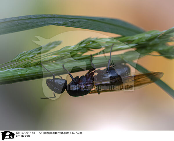 ant queen / SA-01478