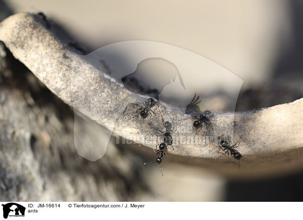 Ameisen / ants / JM-16614