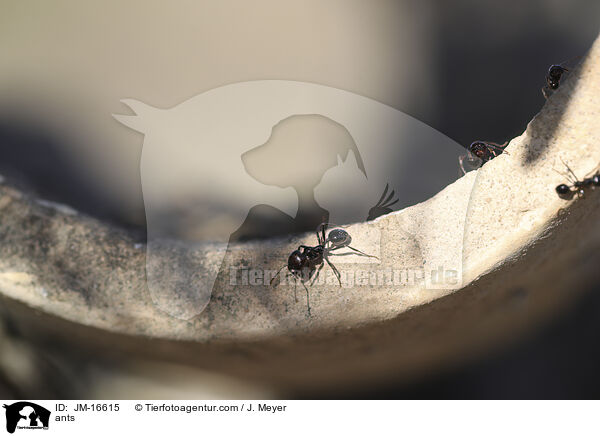ants / JM-16615