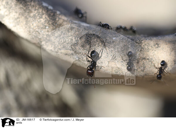 Ameisen / ants / JM-16617