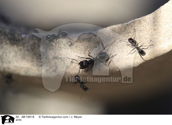 Ameisen / ants / JM-16618