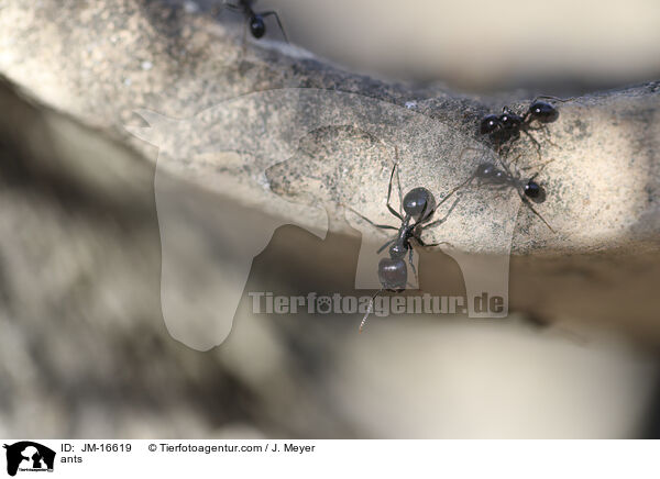 Ameisen / ants / JM-16619