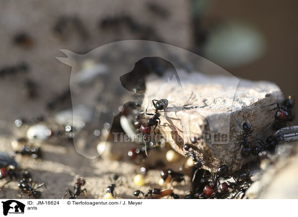 Ameisen / ants / JM-16624