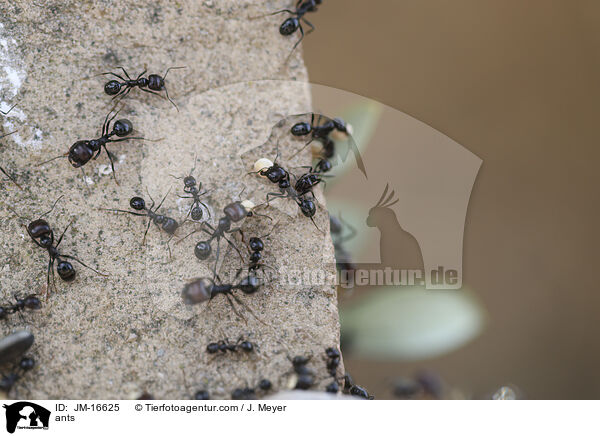 ants / JM-16625