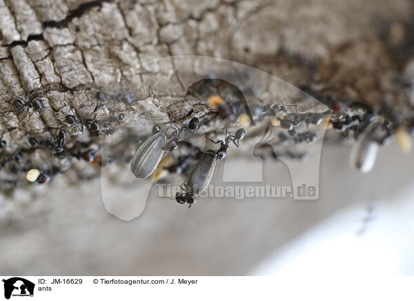 Ameisen / ants / JM-16629