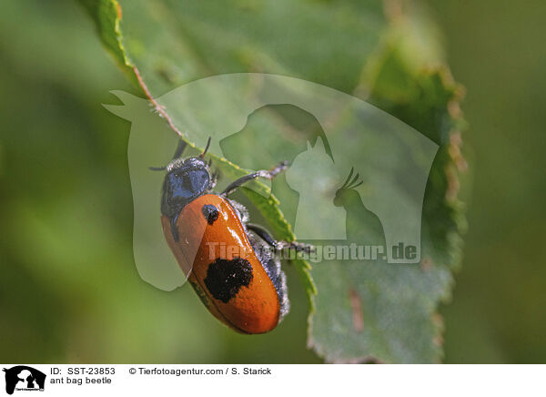 Ameisensackkfer / ant bag beetle / SST-23853