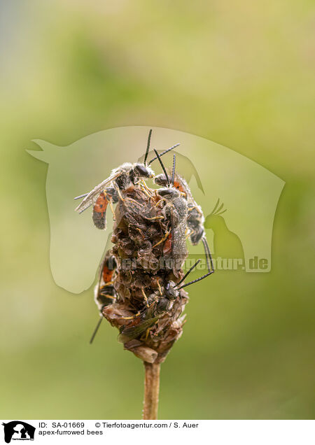 Gemeine Furchenbienen / apex-furrowed bees / SA-01669