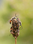 apex-furrowed bees