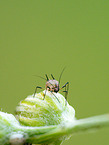 plant louse
