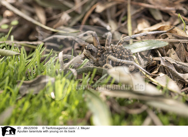 Apulische Tarantel mit Jungtieren auf Rcken / Apulian tarantula with young on its back / JM-22939