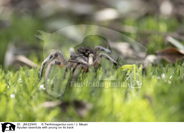 Apulische Tarantel mit Jungtieren auf Rcken / Apulian tarantula with young on its back / JM-22940