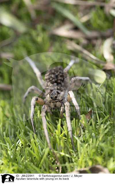 Apulische Tarantel mit Jungtieren auf Rcken / Apulian tarantula with young on its back / JM-22941