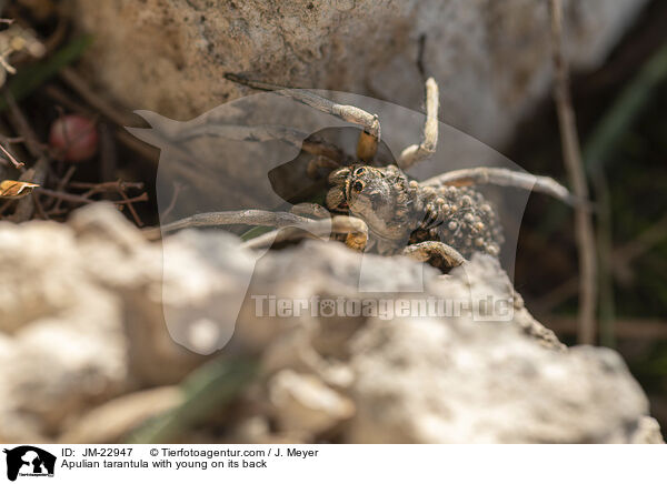 Apulische Tarantel mit Jungtieren auf Rcken / Apulian tarantula with young on its back / JM-22947