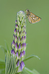 Arctic skipper