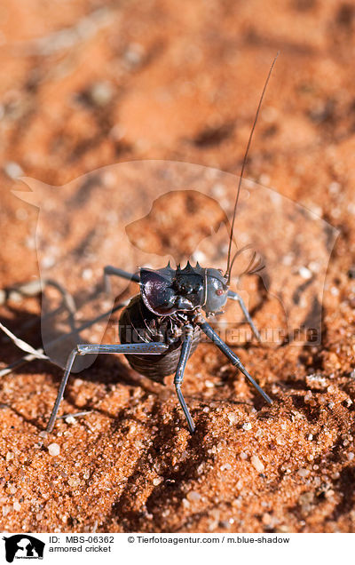 armored cricket / MBS-06362