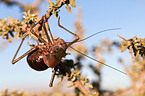 armored cricket