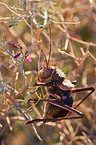 armored cricket