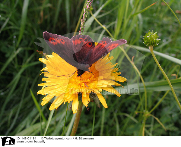 arran brown butterfly / HB-01181