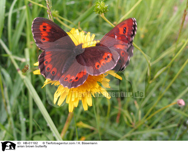 Weibindiger-Mohrenfalter / arran brown butterfly / HB-01182