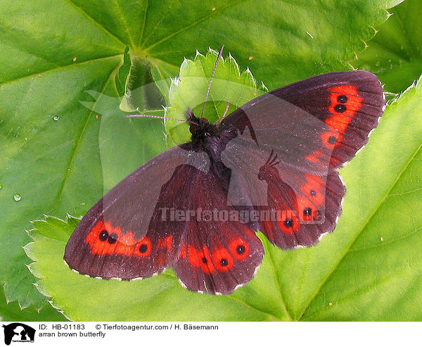 arran brown butterfly / HB-01183