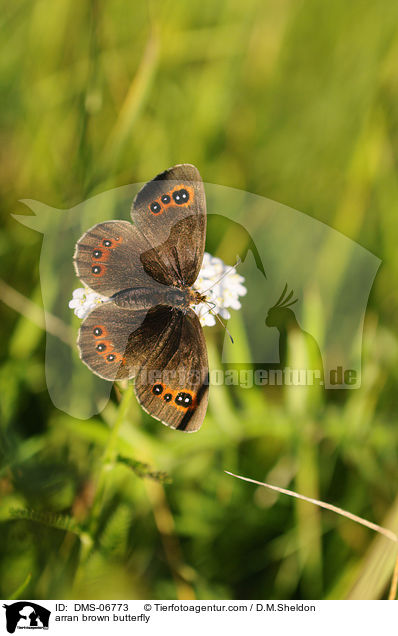 Weibindiger Mohrenfalter / arran brown butterfly / DMS-06773