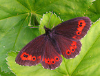 arran brown butterfly