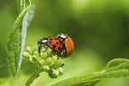 Asian lady beetles