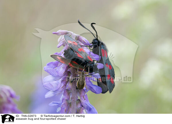 Mordwanze und Vierflecklibellen / assassin bug and four-spotted chaser / THA-02873