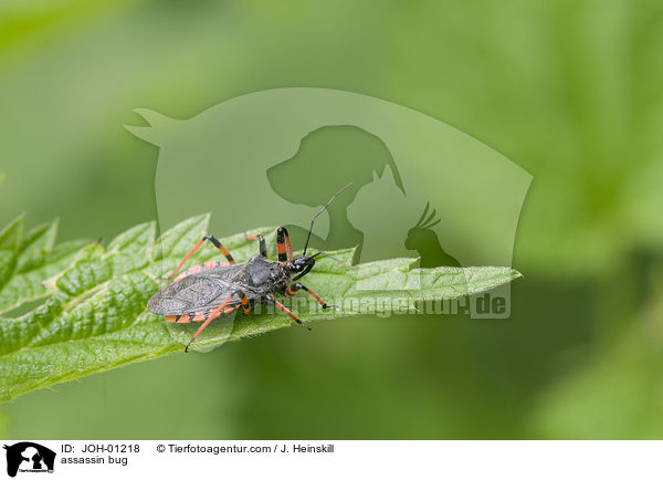 Mordwanze / assassin bug / JOH-01218