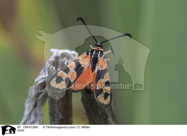 Bergkronwicken-Widderchen / moth / CM-01268
