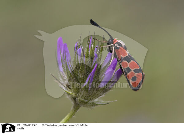Bergkronwicken-Widderchen / moth / CM-01270