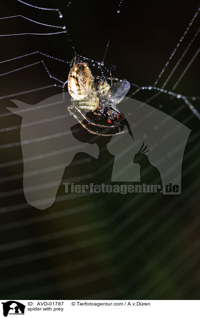 Herbstspinne mit Beutetier / spider with prey / AVD-01787