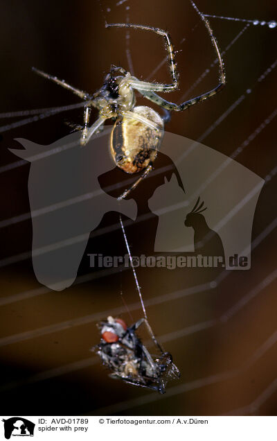 Herbstspinne mit Beutetier / spider with prey / AVD-01789