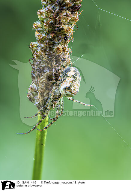 Herbstspinne / autumn orbweaver / SA-01449