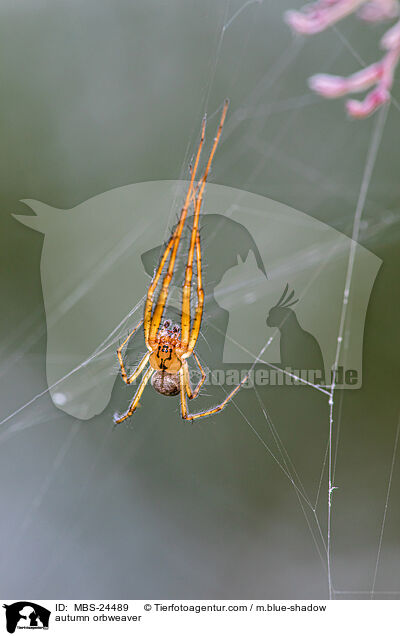 Herbstspinne / autumn orbweaver / MBS-24489