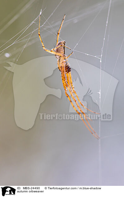 autumn orbweaver / MBS-24490