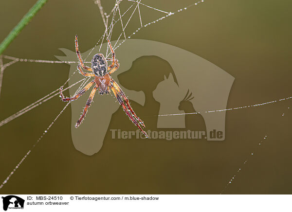 autumn orbweaver / MBS-24510