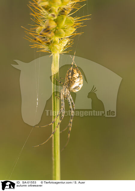 Herbstspinne / autumn orbweaver / SA-01553