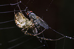 spider with prey