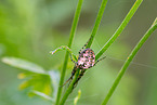 autumn orbweaver