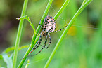 autumn orbweaver