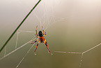 autumn orbweaver