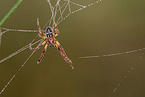 autumn orbweaver